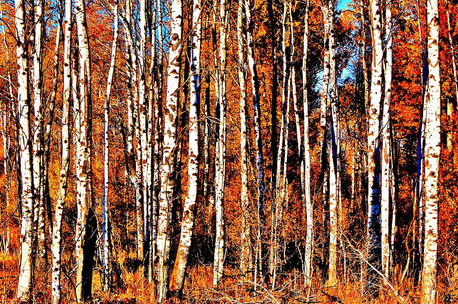 Autumn Birch Photograph by Benjamin Yeager