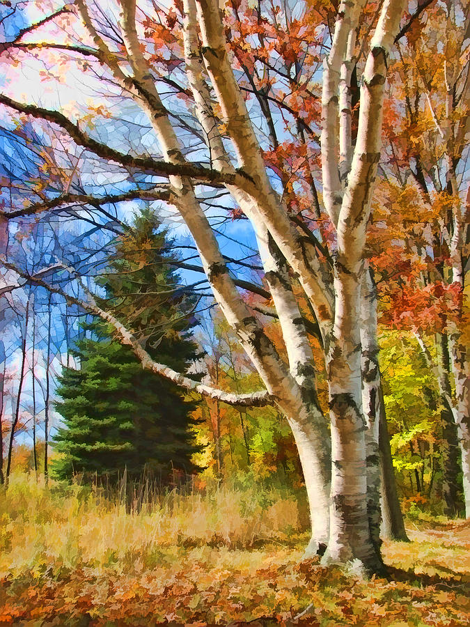 Autumn Birch Painting by Christopher Arndt