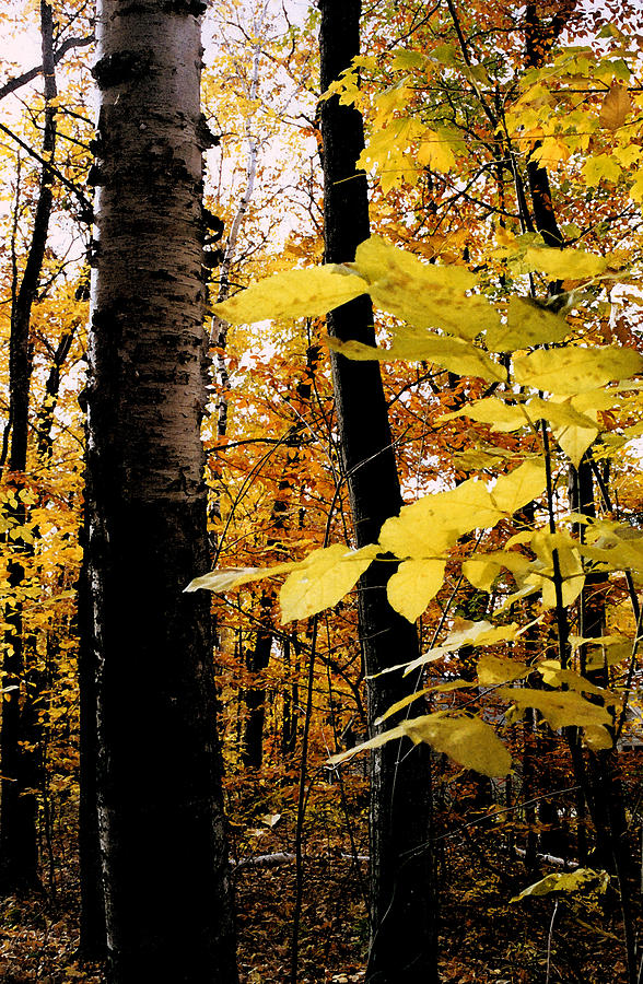 Autumn Birch Trees Photograph by Michelle Calkins
