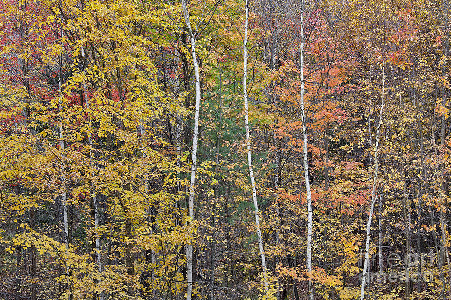 Autumn Birch Woods Photograph by Alan L Graham
