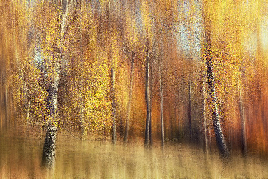 Autumn Birches Photograph by Gustav Davidsson