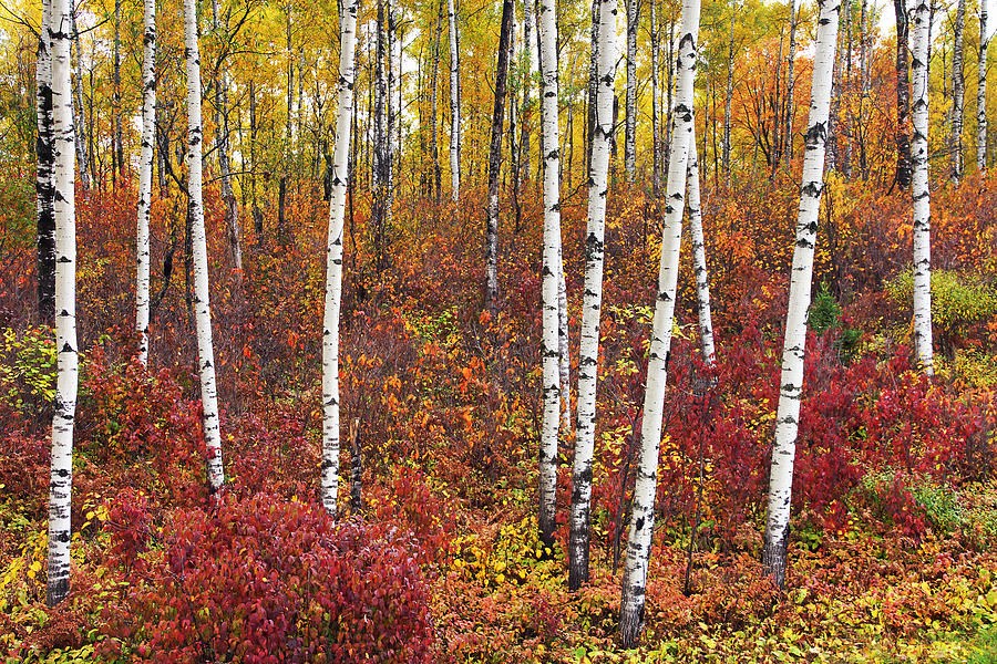 Autumn Birches Photograph by Leda Robertson