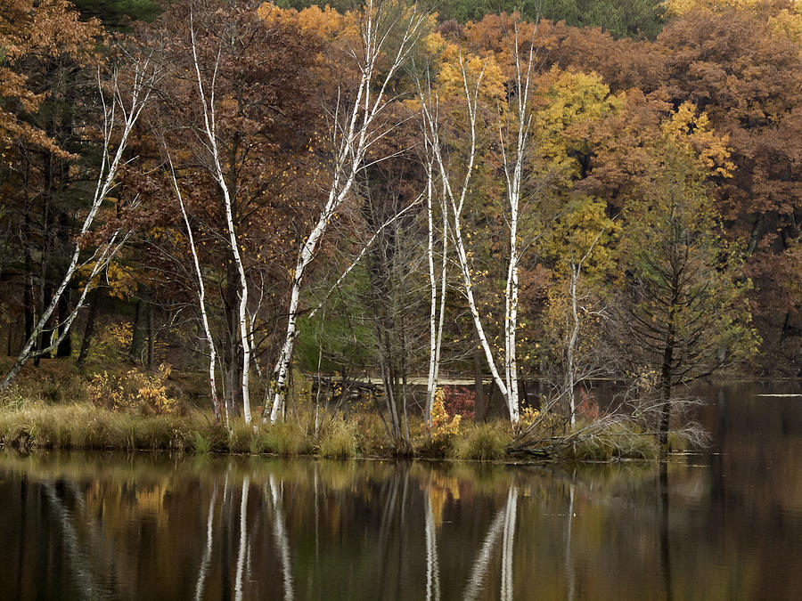 Autumn Birches Photograph by Thomas Young