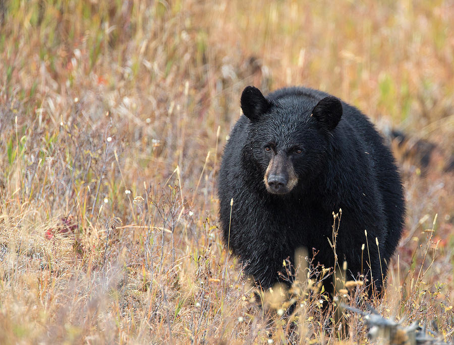 Autumn Black Bear Photograph by Max Waugh