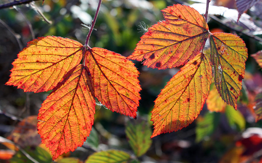 Fall Photograph - Autumn Blackberry Bush by Ellen Tully