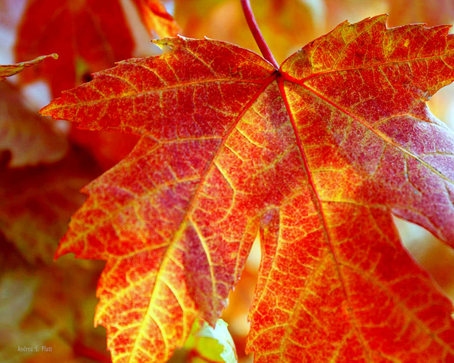 Autumn Blaze Photograph by Andrea Platt