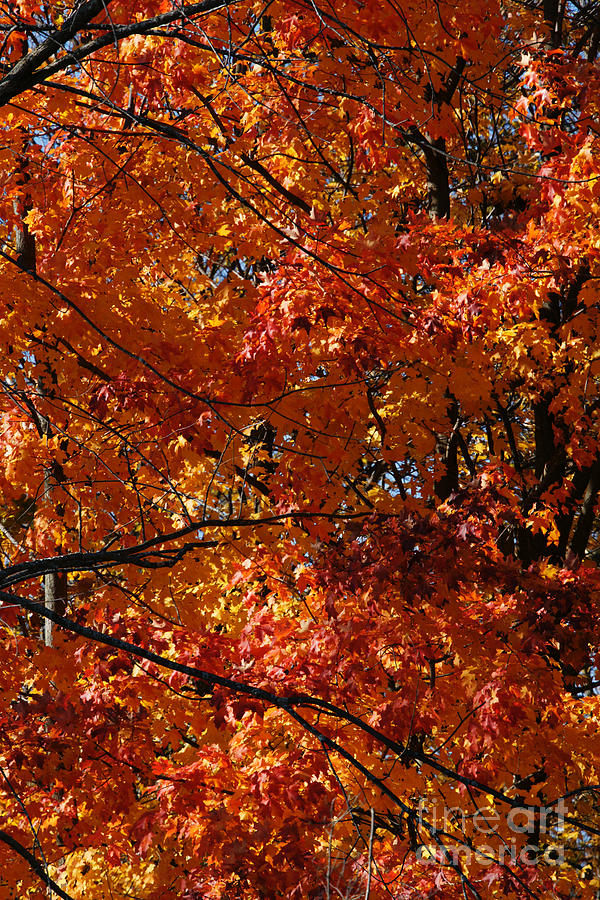 Fall Photograph - Autumn Blaze by Linda Shafer