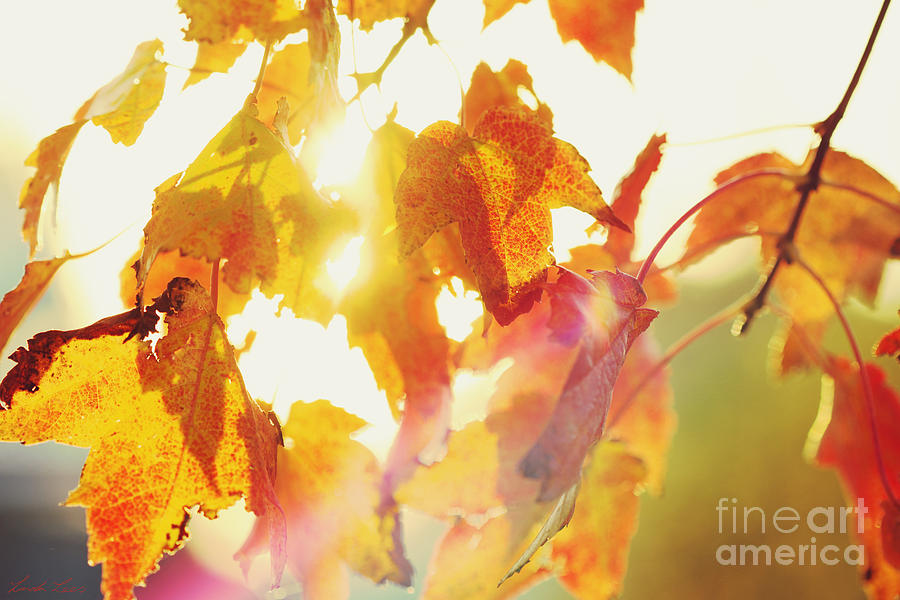 Autumn Blaze Photograph by Linda Lees
