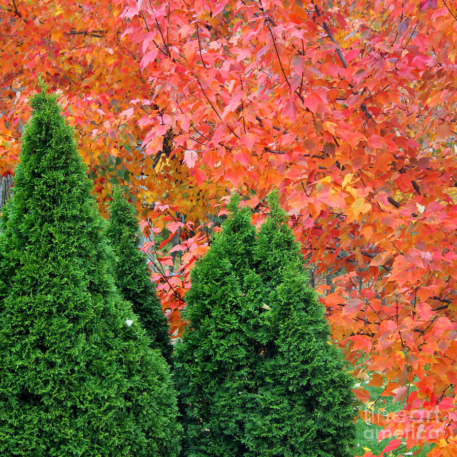Autumn Blaze Maple Trees and Arborvitae Photograph by Karen Adams