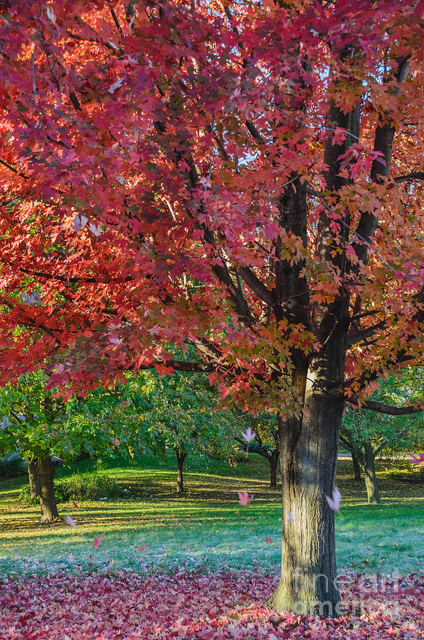 Autumn Blaze Red Maple Tree Photograph by Tamara Becker