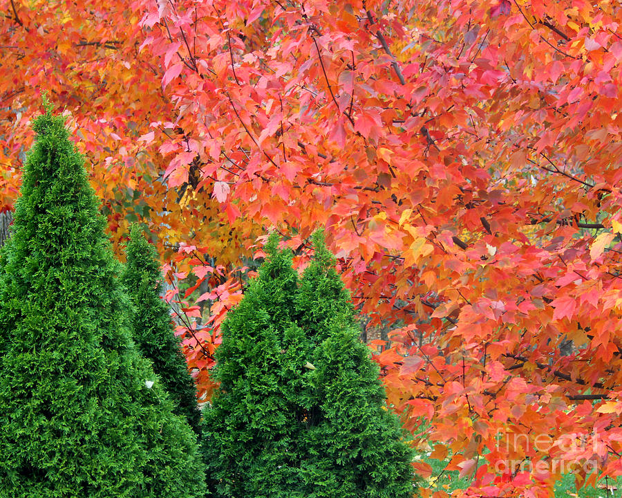 Autumn Blazing Maple Trees Photograph by Karen Adams