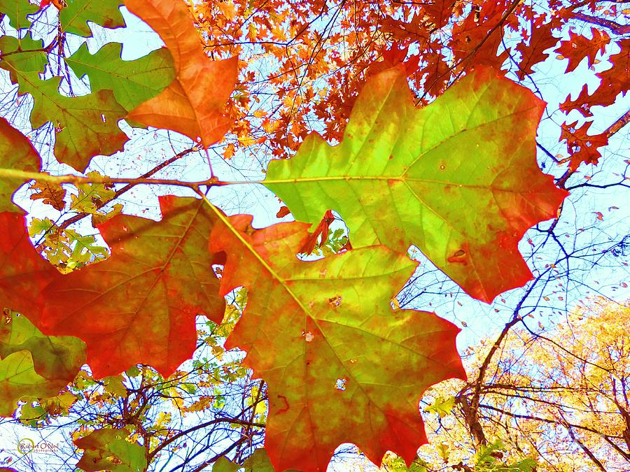 Autumn Bliss Photograph by Robert ONeil