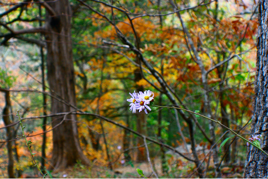 Autumn Bloom Photograph by Jon Emery