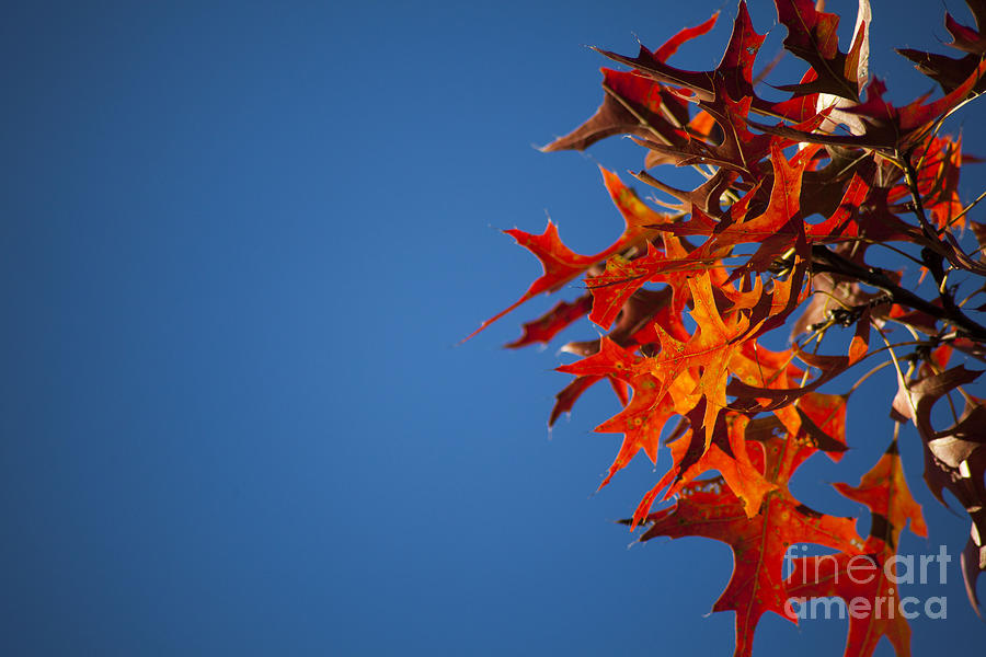 Autumn Blue Photograph by Wayne Moran