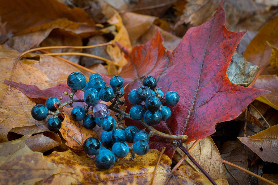 Autumn Blues Photograph by Bill Pevlor
