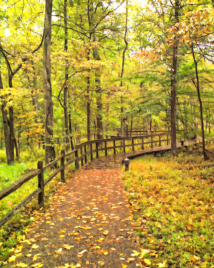 Autumn Boardwalk at Mammoth Cave National Park 2 Photograph by Greg Jackson