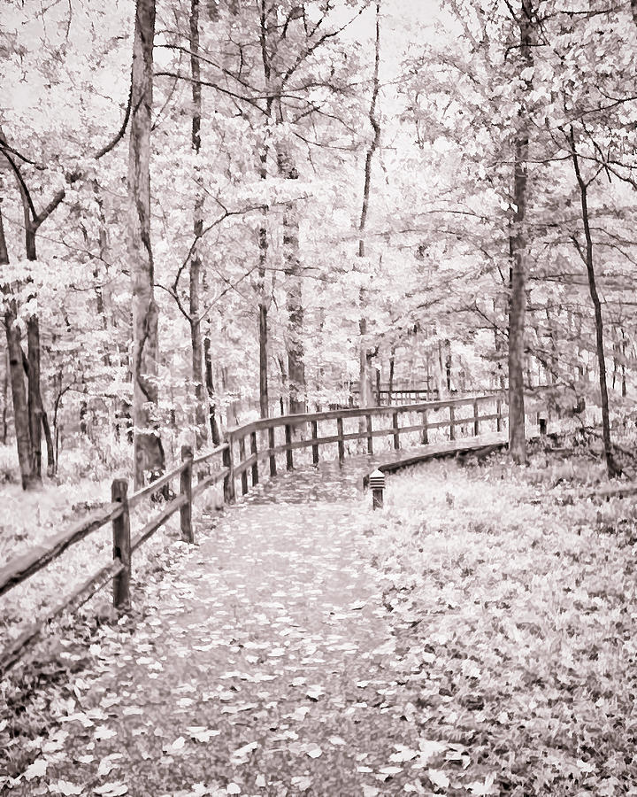 Autumn at Mammoth Cave National Park b/w Photograph by Greg Jackson