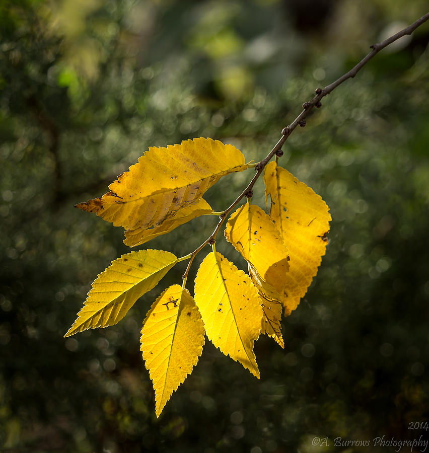Autumn Bokeh Photograph by Aaron Burrows