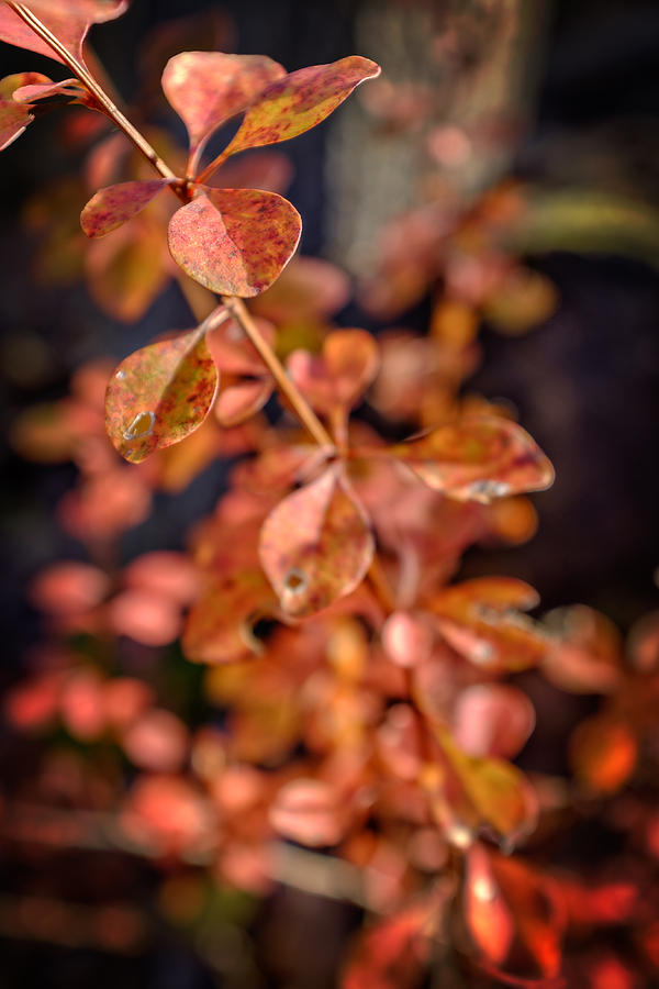 Autumn Bramble Photograph by Chris Bordeleau