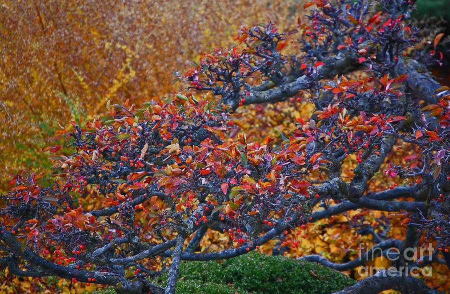 Autumn Branches by jrr Photograph by First Star Art