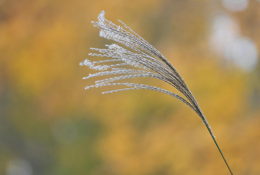 Autumn Breeze Photograph by Terry DeLuco