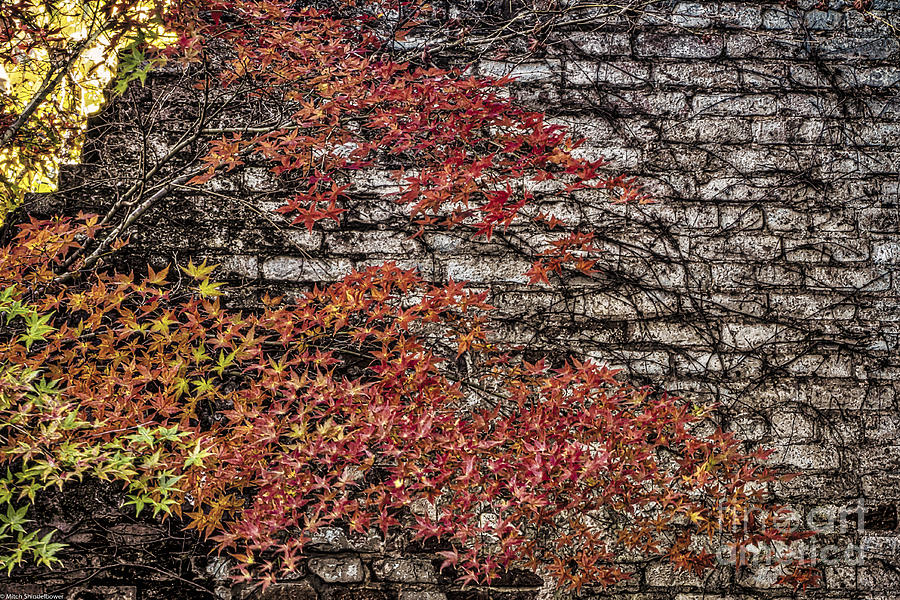 Autumn Bricks Photograph by Mitch Shindelbower