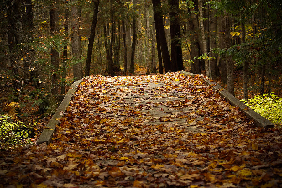 Leaves Photograph - Autumn Bridge by Kirkodd Photography Of New England