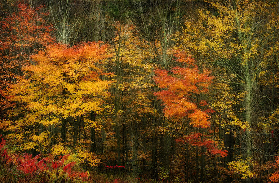 Autumn Bright Photograph by Joan Bertucci