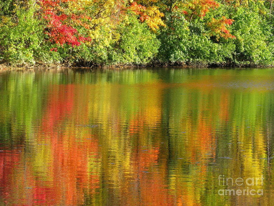 Autumn Brilliance Photograph by Ann Horn