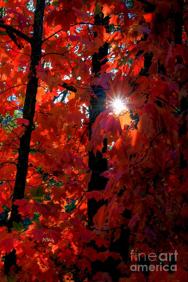 Autumn Brilliance Photograph by Patrick Witz