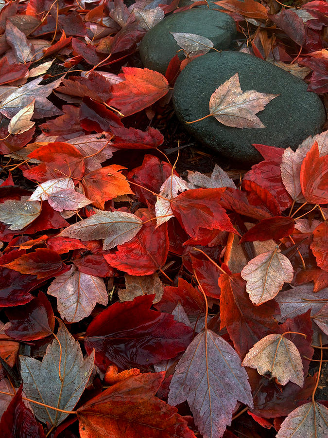 Fall Photograph - Autumn Broadcast by Gwyn Newcombe