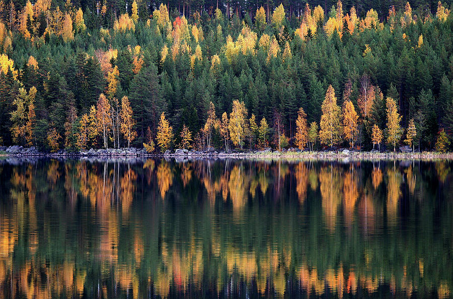 Tree Photograph - Autumn by Bror Johansson