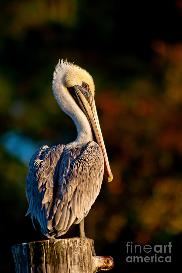 Pelican Photograph - Autumn Brown Pelican by Joan McCool