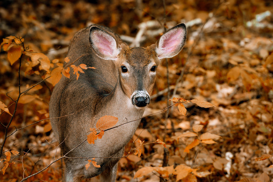 Autumn Buck Photograph by Tracy Munson
