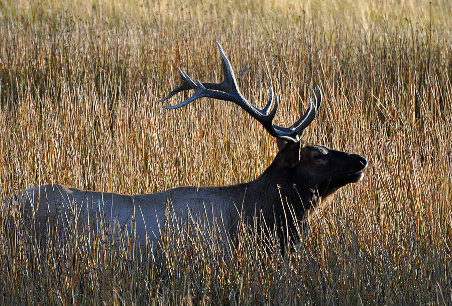 Autumn Bull Elk in Yellowstone National Park Photograph by Bruce Gourley