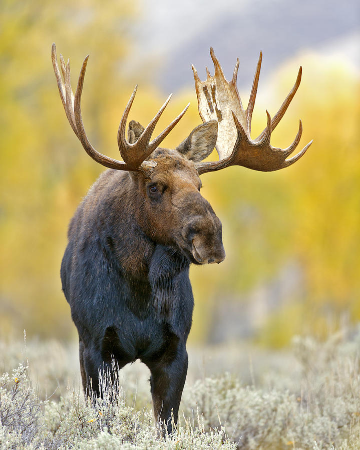 Moose Photograph - Autumn Bull Moose by Gary Langley
