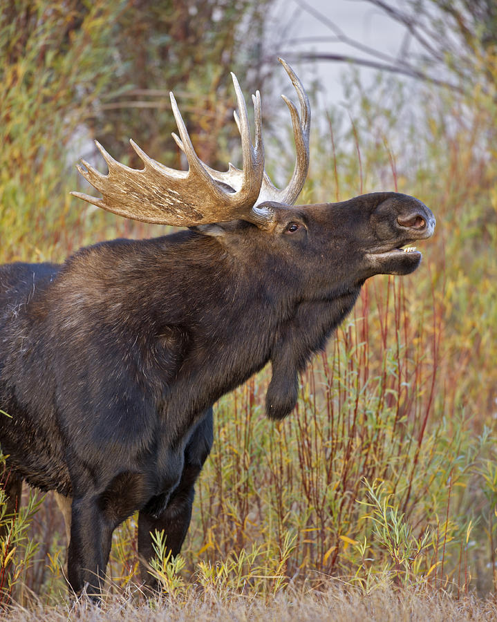 Autumn Bull Moose II Photograph by Gary Langley