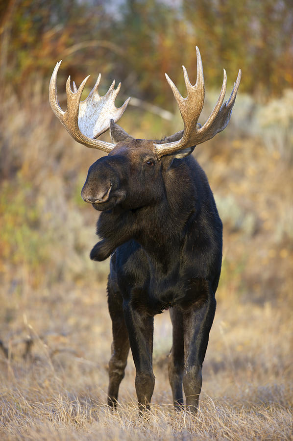 Autumn Bull Moose IIII Photograph by Gary Langley