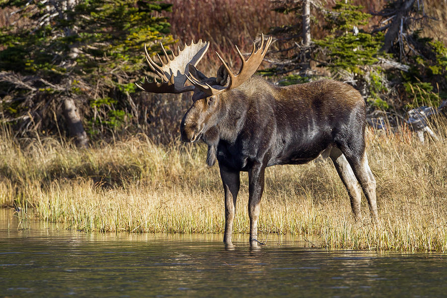 Autumn Bull Moose Photograph by Jack Bell