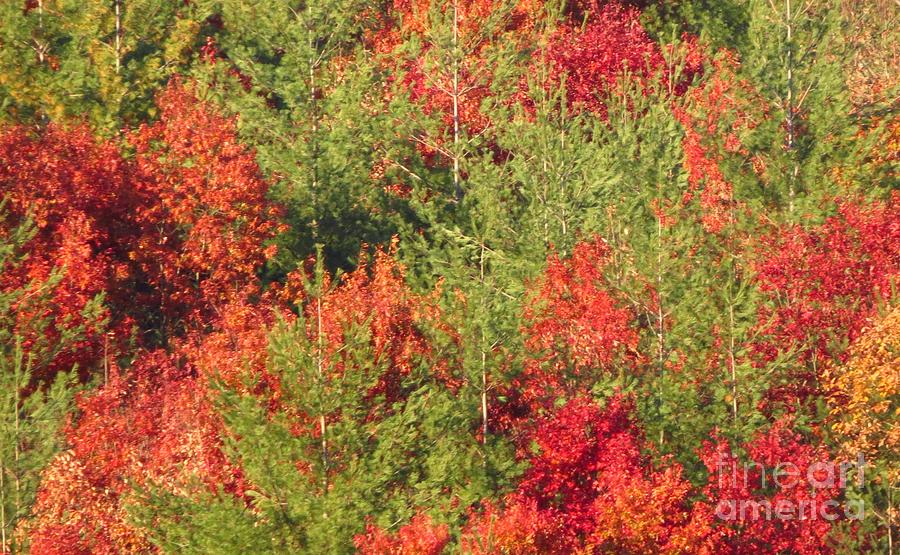 Autumn Bursting Photograph by Anita Adams