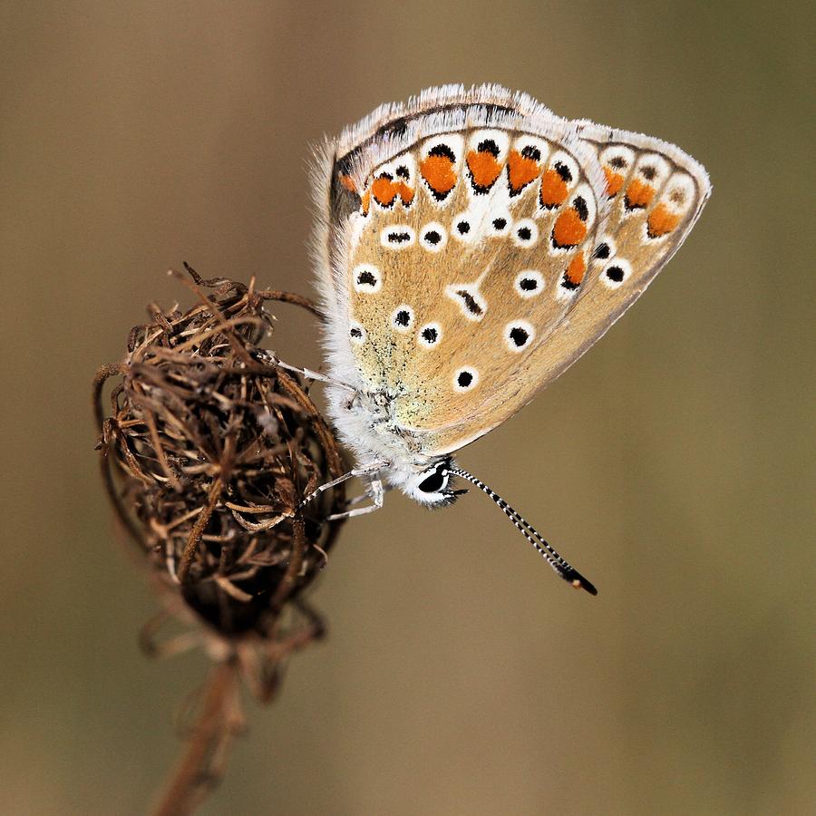 Autumn butterfly Photograph by Doris Potter