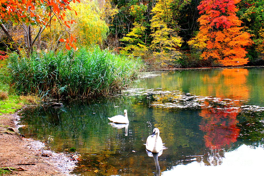 Fall Photograph - Autumn by the Swan Lake by Dora Sofia Caputo