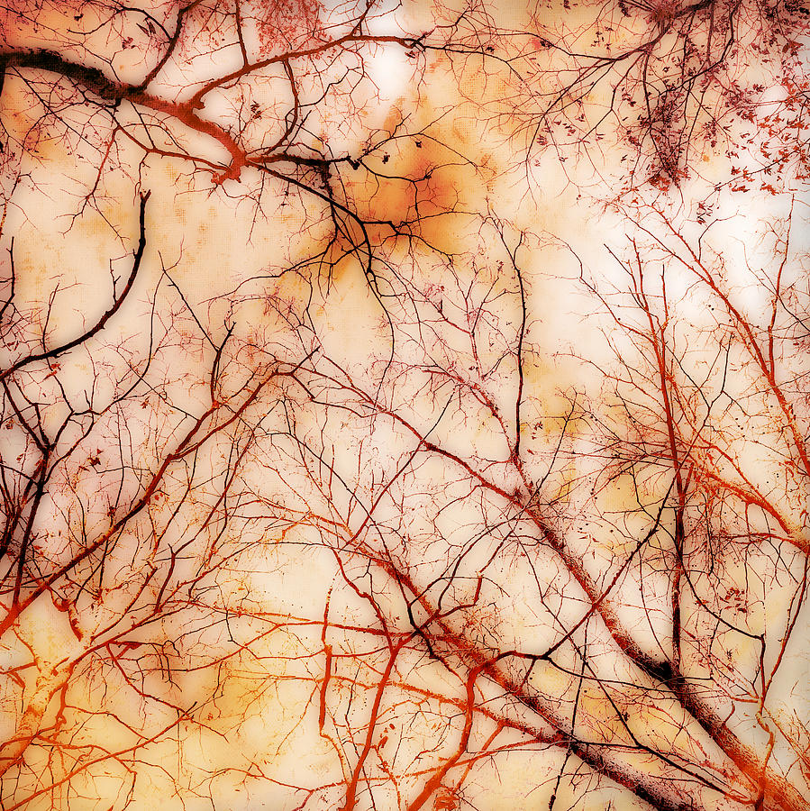 Autumn Canopy Photograph by Ann Powell