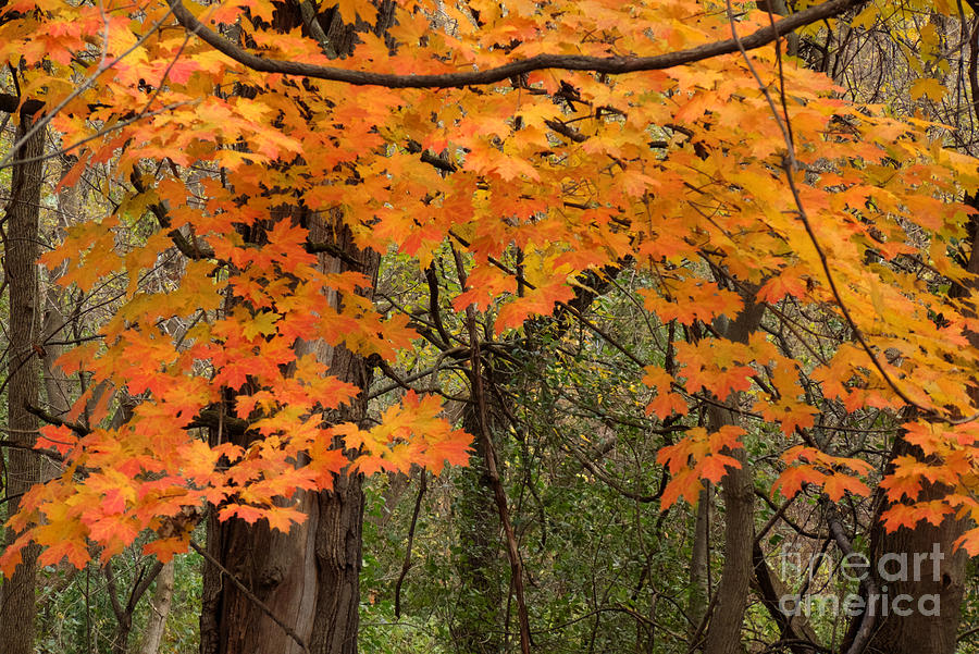 Autumn Canopy Photograph by Deborah Smolinske