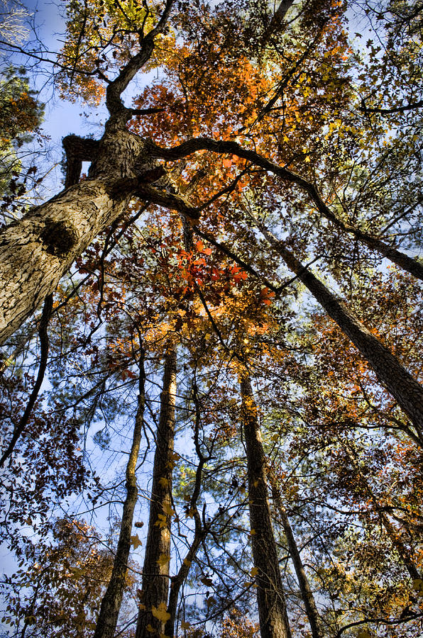 Autumn Canopy Photograph by Heather Applegate