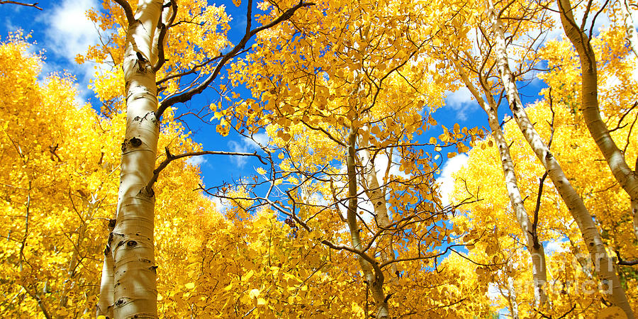 Autumn Canopy Of Brilliant Yellow Aspen Tree Leafs In Fall In Th 