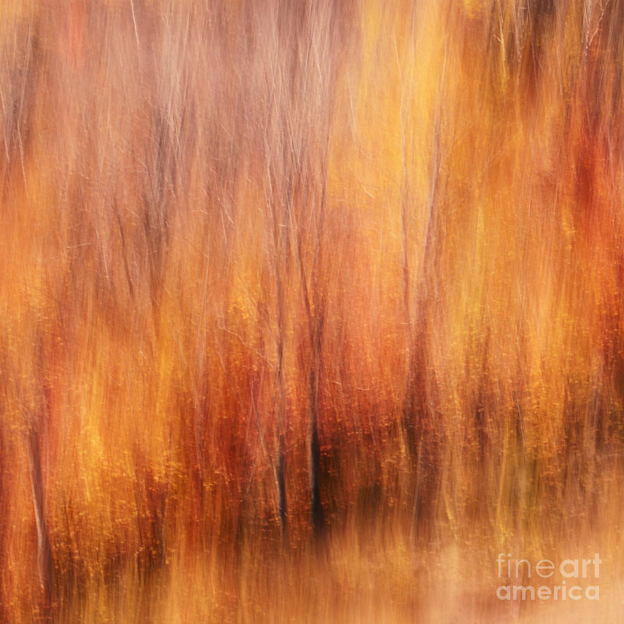 Fall Photograph - Autumn Canvas by Aimelle Ml