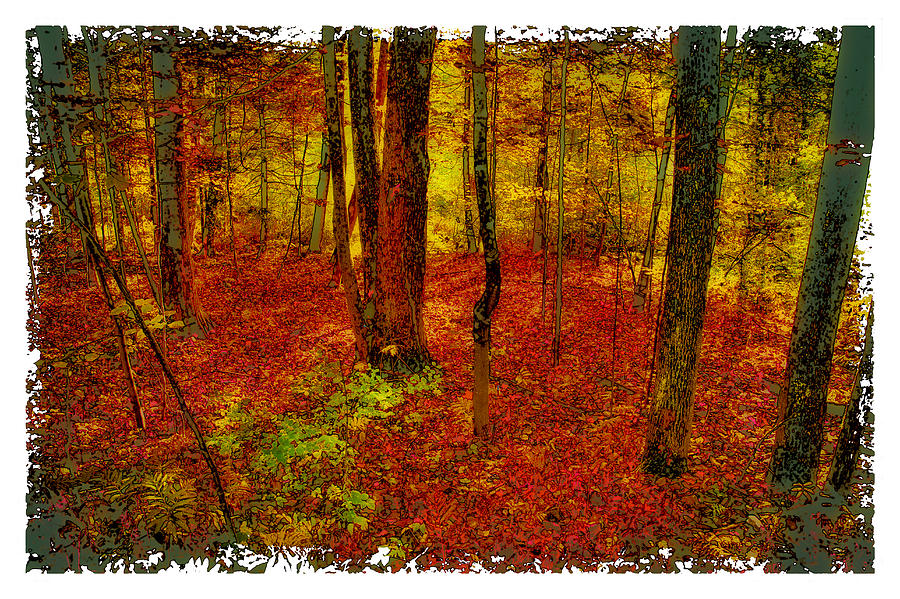 Autumn Carpet Photograph by David Patterson