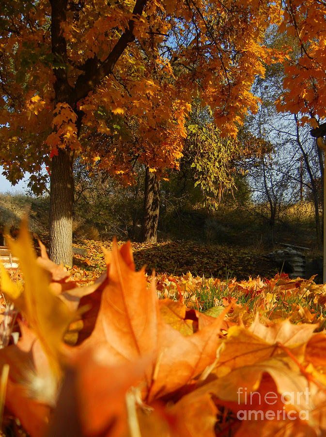 Autumn Carpet Photograph by KD Johnson