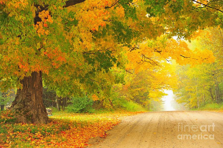 Fall Photograph - Autumn Cascade by Terri Gostola